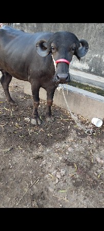 થંબનેલ 3