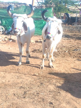 थंबनेल 2