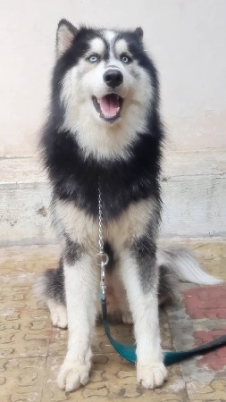 Super Wolly Cot Husky Stud Male