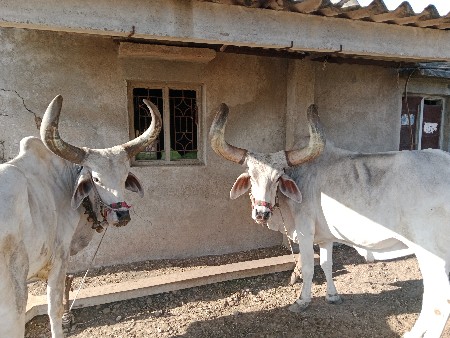 4 થી વાવણી આવ છે