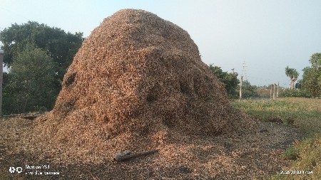 માંડવી નો ભૂકો