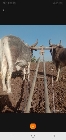 ગોટલા વેચવાના છે એ કોણે વાવલ