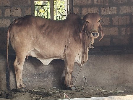 1 વેતર ગીર વોડકી