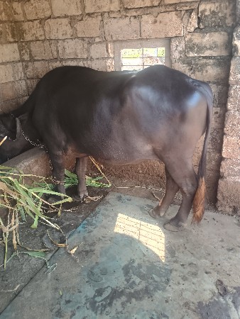 થંબનેલ 2