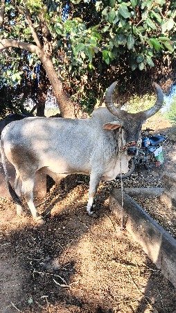 બળદ વેચવાનો છે