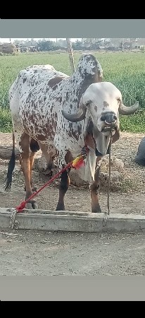 જમીન લેવા માટે ફોન કરો