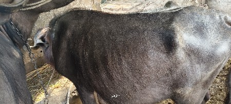 થંબનેલ 3