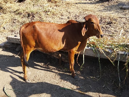 थंबनेल 6