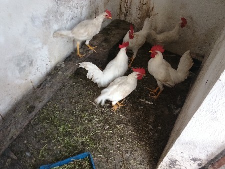 थंबनेल 3