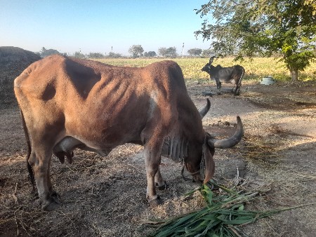 थंबनेल 3