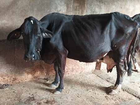 थंबनेल 2