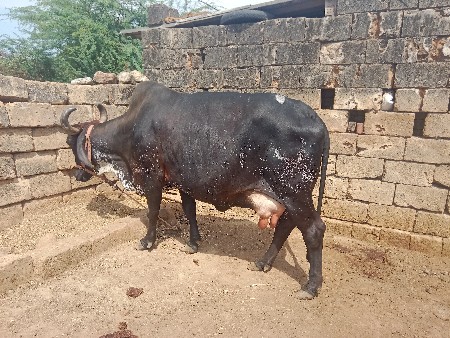 ગાય વેચવાની છે