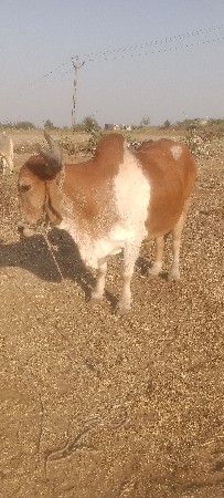 थंबनेल 2