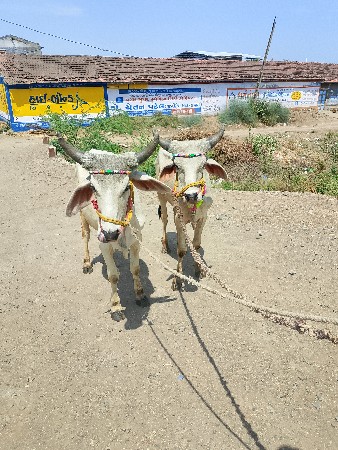 થંબનેલ 3