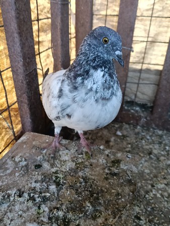 થંબનેલ 3