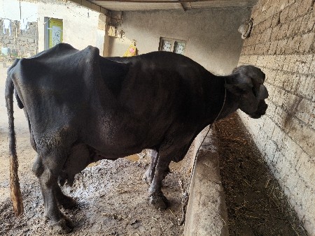 થંબનેલ 5