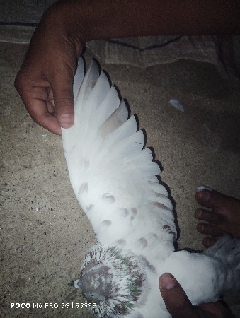 થંબનેલ 3