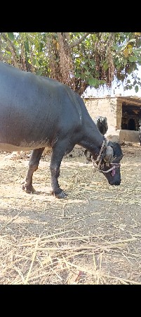 બીજું વેતર્યા હૈ