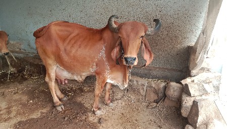 ગાય વેચવાની છે