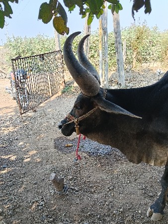 થંબનેલ 3