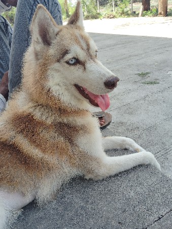 હશકી ફીમેલ