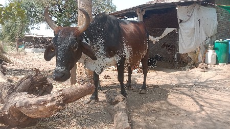 થંબનેલ 3