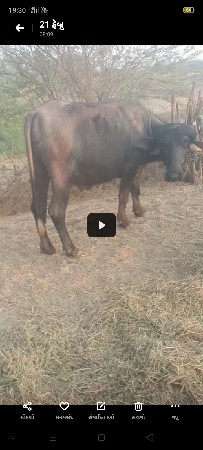 થંબનેલ 3