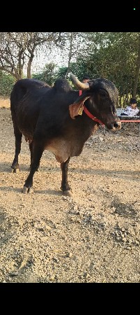 ગાય વેચવાની છે