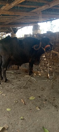 ભેસ..બેસવાની..ત્રીજું..વેતર