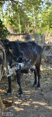 थंबनेल 2