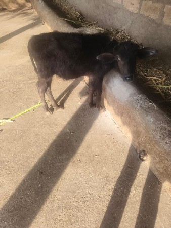 थंबनेल 6