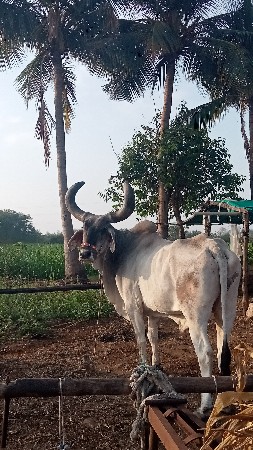 थंबनेल 2