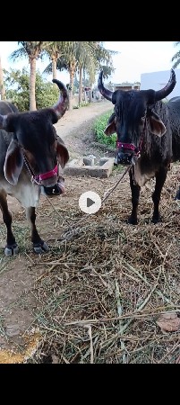 બરદવૈસવાનાસે