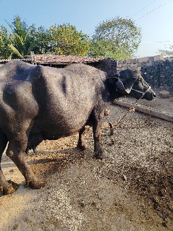 થંબનેલ 1