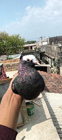 એકલી માંદી દઇ દેવાની છે