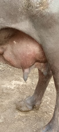 થંબનેલ 2