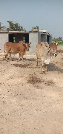 બરધ વૅશવાના છૅ ફલ જવાબ દારી છે