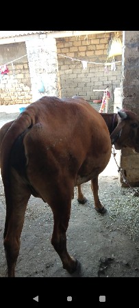 थंबनेल 2