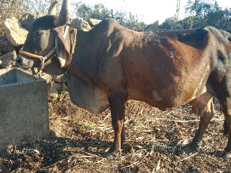 ત્રીજુ વેતર ગાય વેચવાની છે