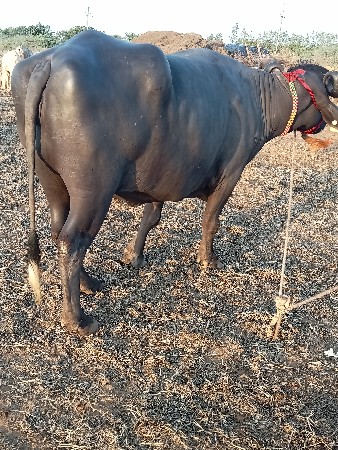 થંબનેલ 3