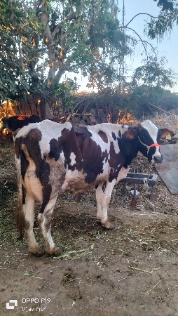 थंबनेल 2