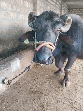 થંબનેલ 3