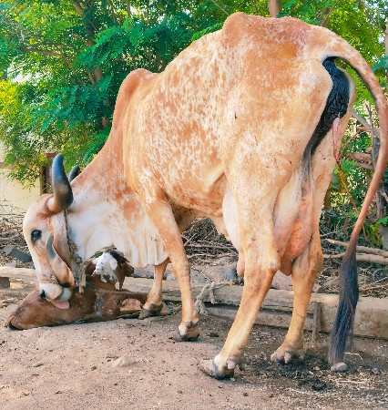 થંબનેલ 2