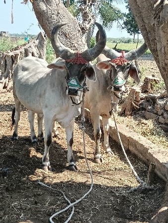 ગોધલા વેચવાના છે