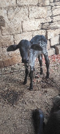 ક્રોસ ગાય દેવાની છે