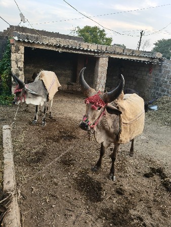 આ ગોઢલા વેચવા ના છે