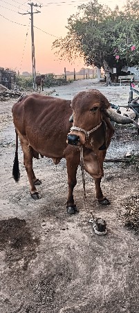ગીર ગાય