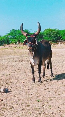 થંબનેલ 2