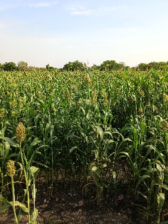 લીલી જુવાર વેચવા ની છે