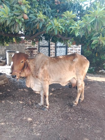 થંબનેલ 3